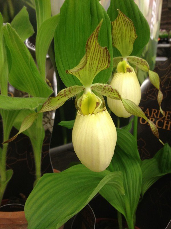 Cypripedium Kentucky Maxi