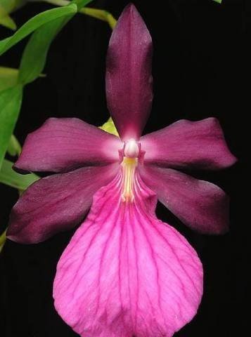 Miltonia spectabilis moreliana