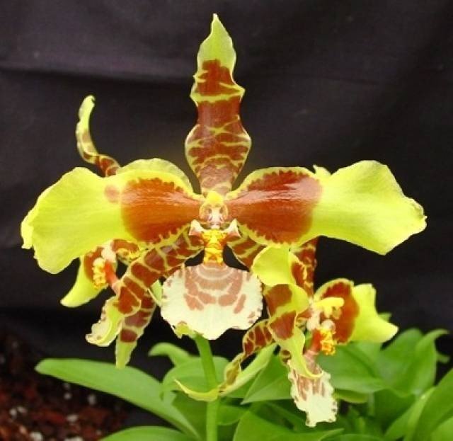 Odontoglossum Rawdon Jester “Great Bee”