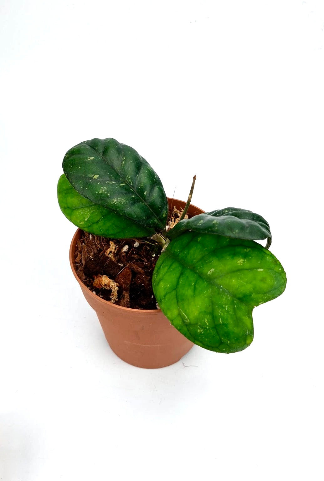 Hoya deykeae (6+ Leaves)