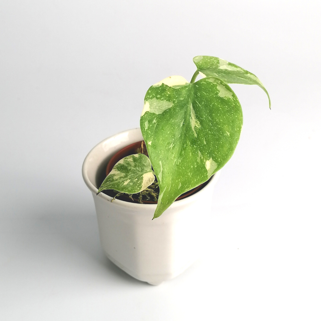 Monstera Thai Constellation "Baby Plant"