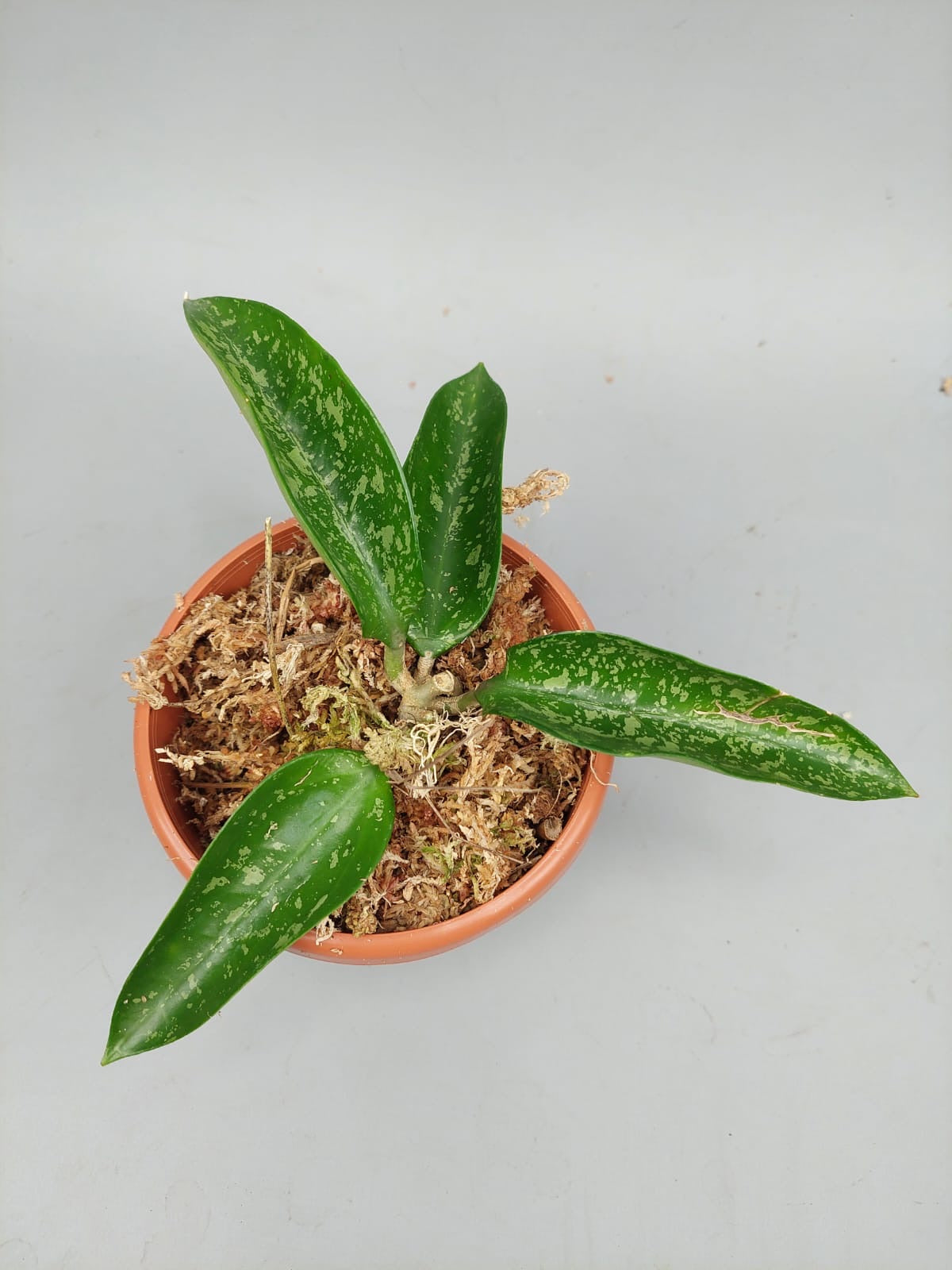 Hoya pottsii splash 'Big Plant'