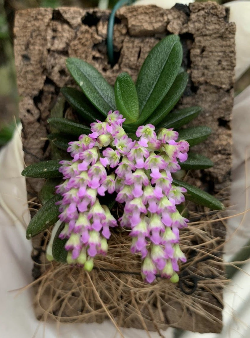 Schoenorchis fragrans