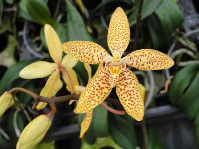 Renanthopsis Mildred Jameson