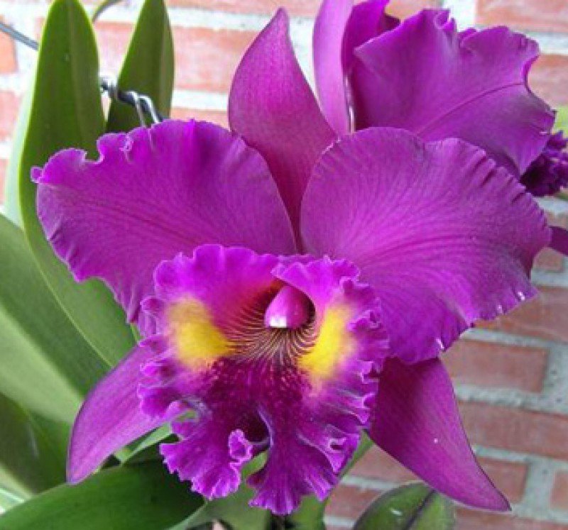 Blc. King of Taiwan "Chang Ju"