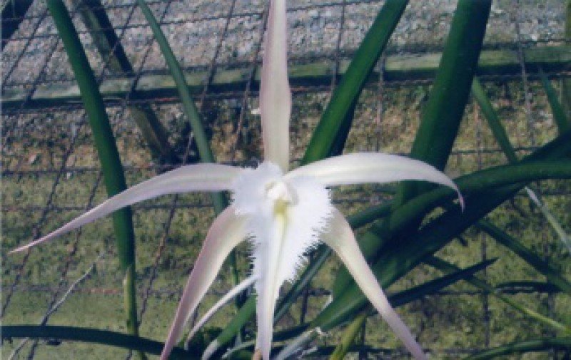 Brassavola David Sander Fireworks