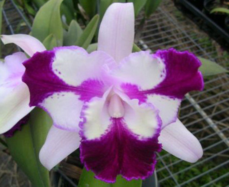 Laeliocattleya Taiwan Beauty "CM#1"