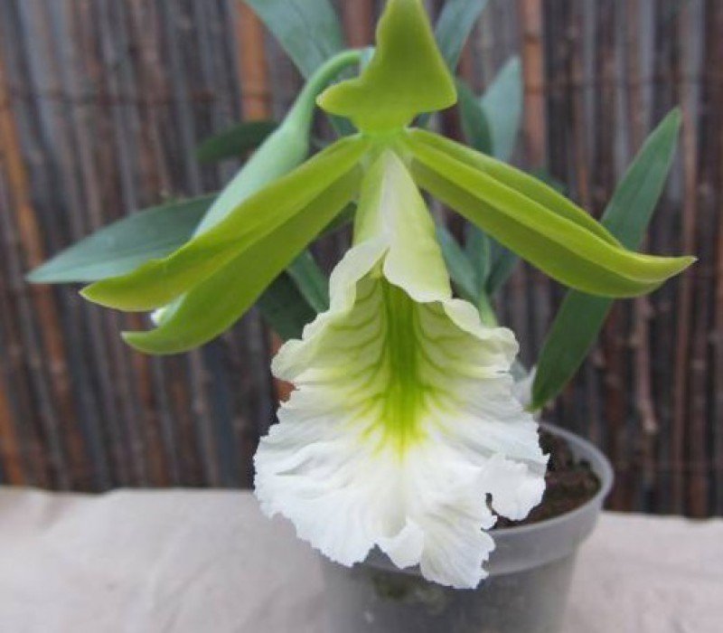 Encyclia mariae x citrina