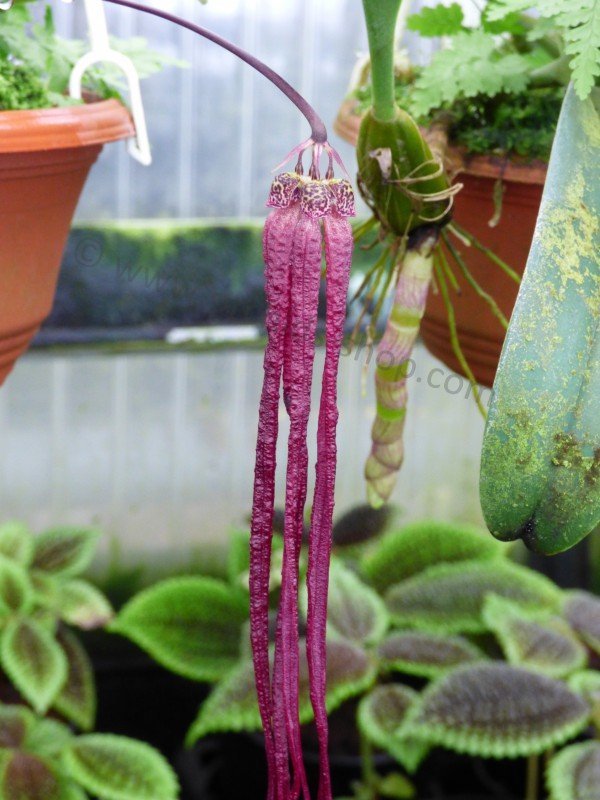 Bulbophyllum habrotinum