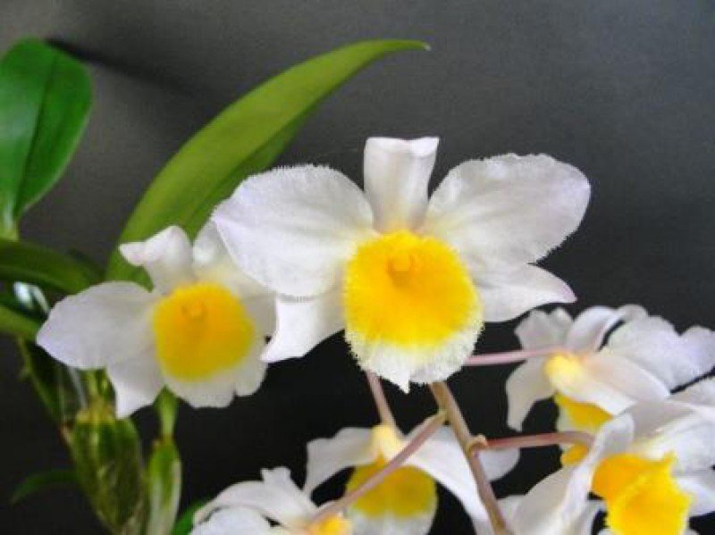 Dendrobium farmeri "White"