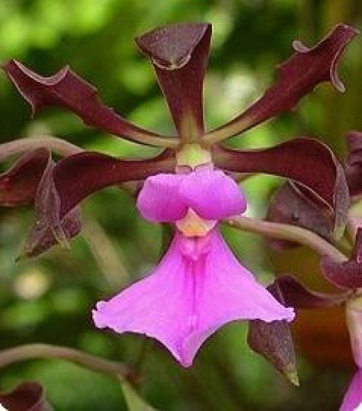 Encyclia cordigera “XXL Big Plant"