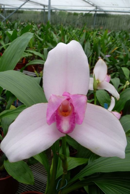 Lycaste skinneri "Groß"