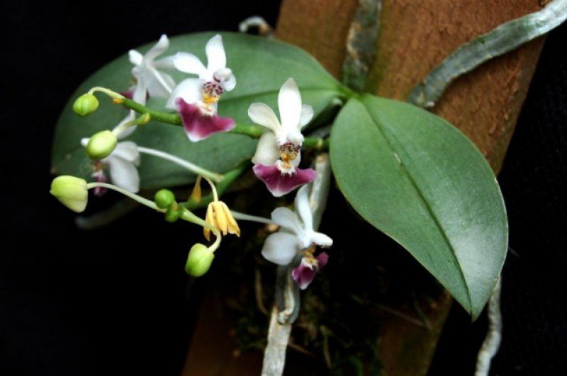 Phalaenopsis parishii