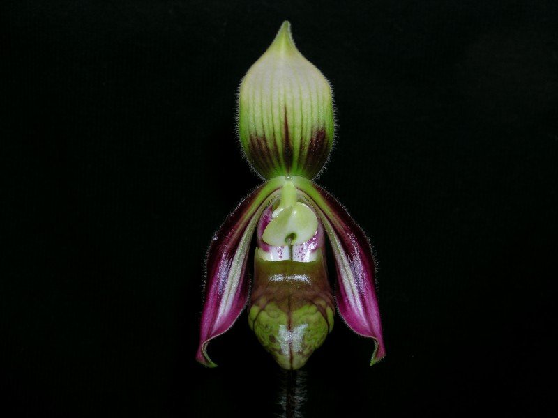 Paphiopedilum sangii