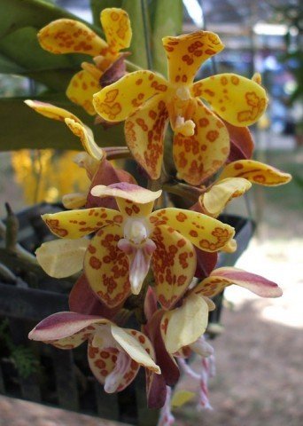 Vandopsis gigantea "Big"