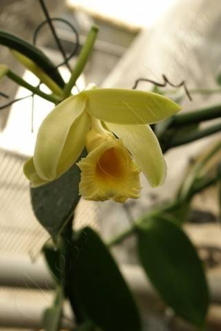 Vanilla planifolia "White Stripe Leaves"