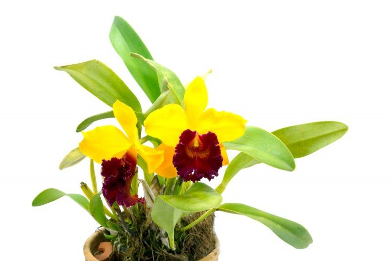 Blc. Alma Kee "Tipmalee" AM/AOS (Groß pflanze)