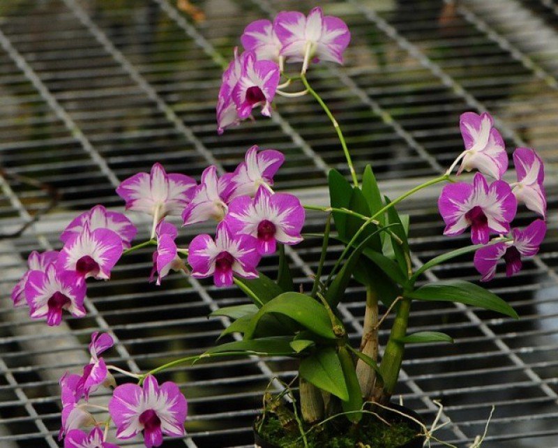 Dendrobium Enobi Stripe Pink Splash x Dendrobium Enobi Stripe Purple Splash