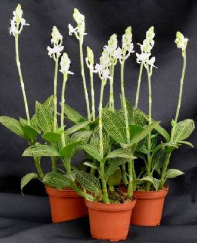 Ludisia discolor var. alba