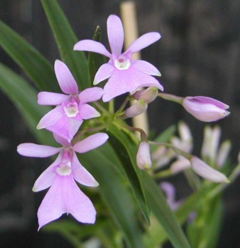 Oerstedella centradenia (Epidendrum centropetalum)
