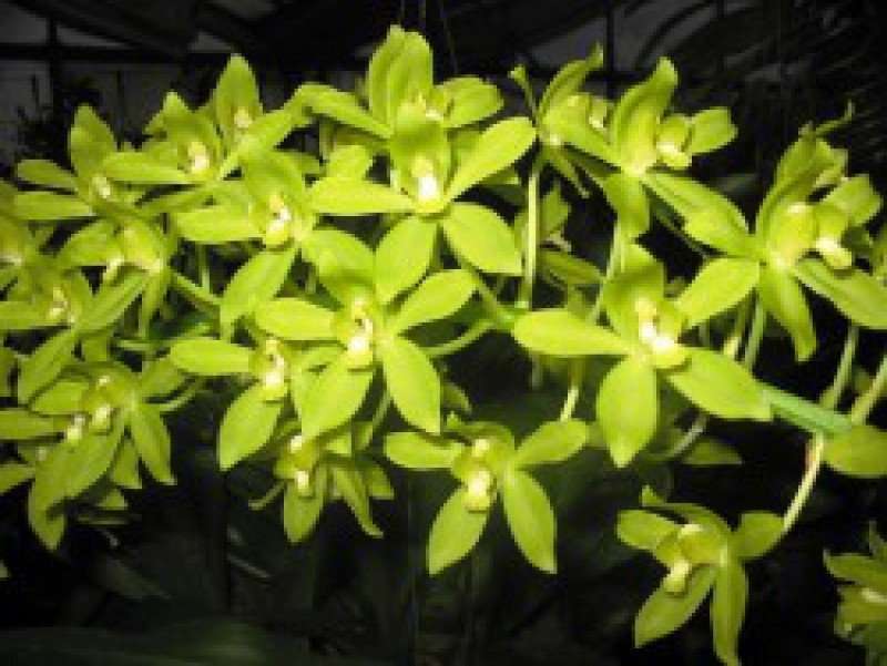 Grammatophyllum scriptum var. citrinum (Variegata)