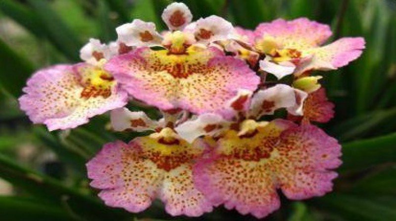 Tolumnia Jairak Flyer "Corona"