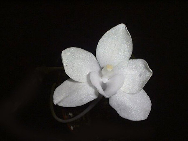 Amesiella philippinensis