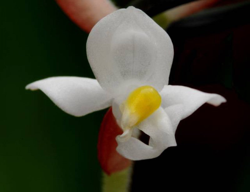 Ludisia discolor var. dawsoniana "Red Strip"