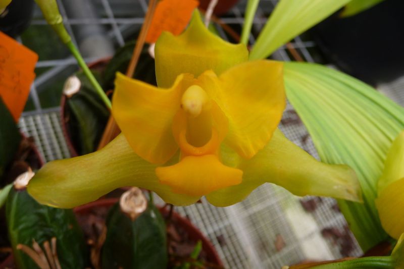 Lycaste consobrina "Big"
