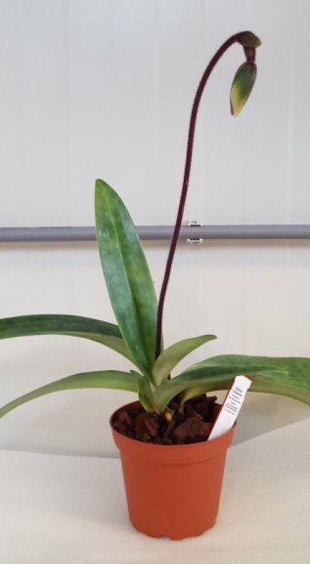 Paphiopedilum mastersianum