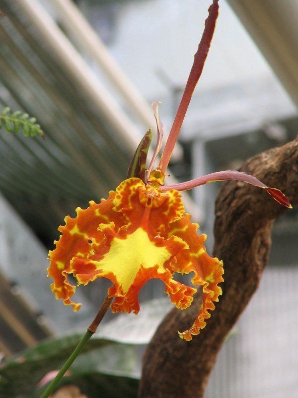 Psychopsis Kalihi