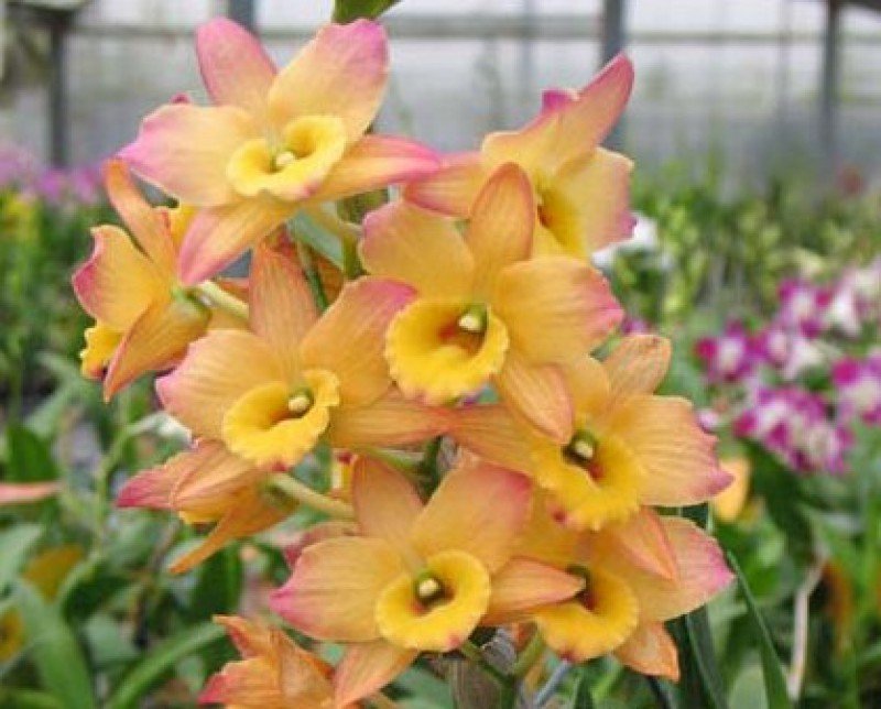 Dendrobium Oriental Smile "Fantasy"