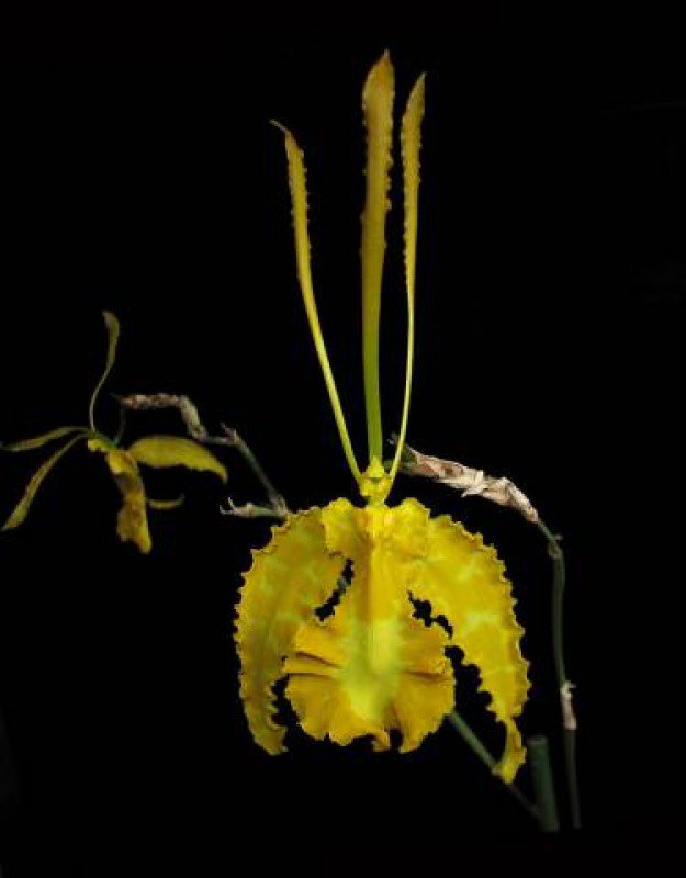 Psychopsis papilio alba