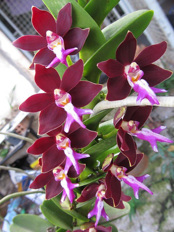 Trichoglottis philippinensis "Big"