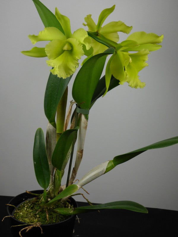 Blc. Ports Of Paradise