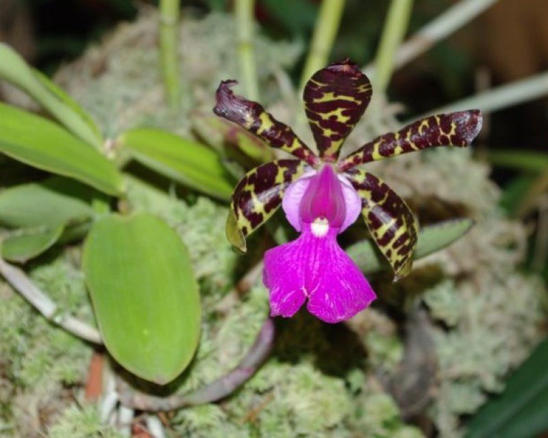 Cattleya aclandiae