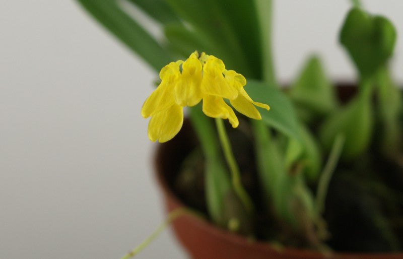 Bulbophyllum macroleum