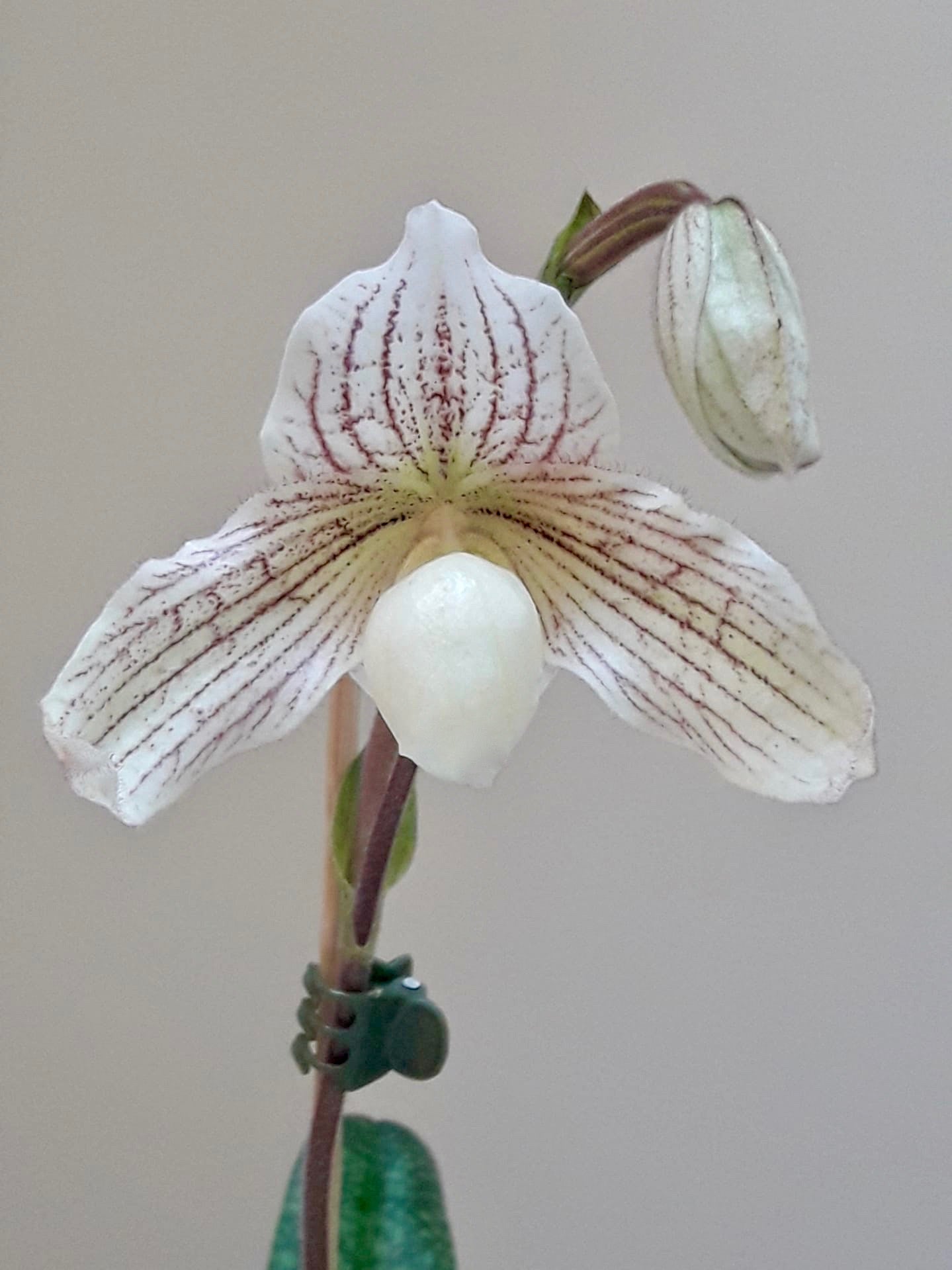 Paphiopedilum Vipanii