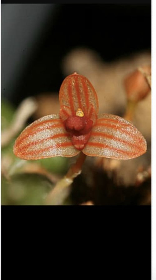 Bulbophyllum moniliforme