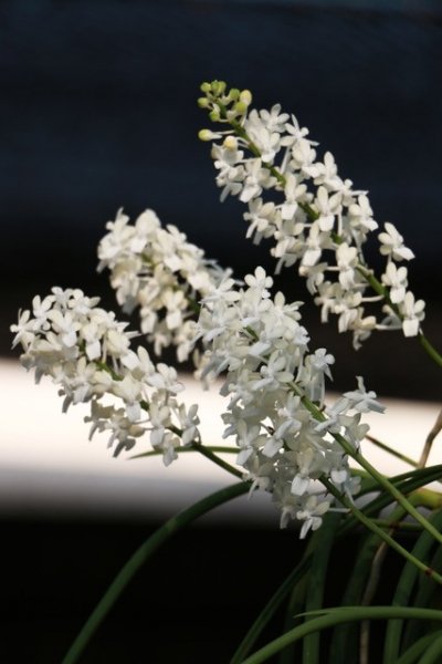 Seidenfadenia mitrata var. alba