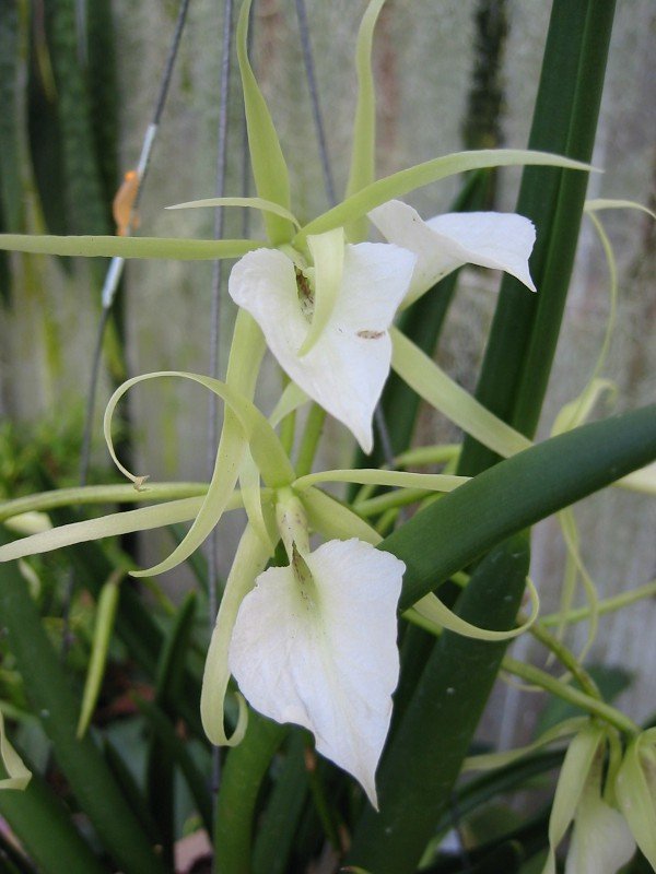 Brassavola nodosa