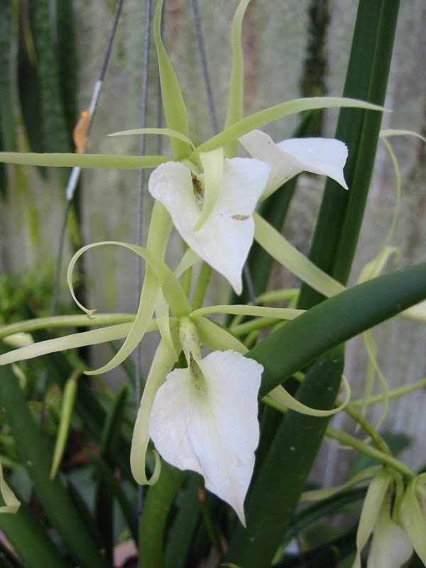 Brassavola nodosa "Groß pflanze"