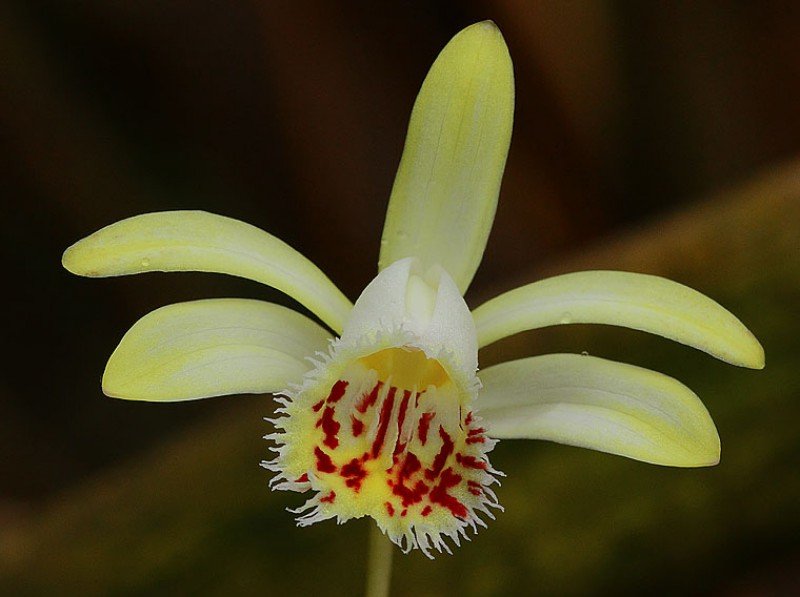 Pleione forrestii