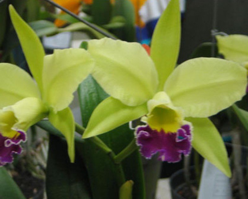 Blc. Greenwich "Elmburt"