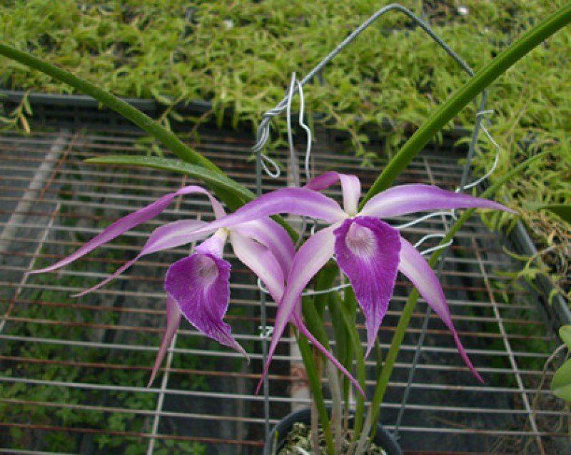Brassavola cucullata x L. purpurata