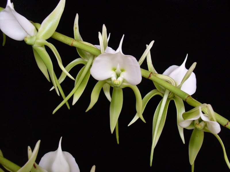 Angraecum eburneum XXL