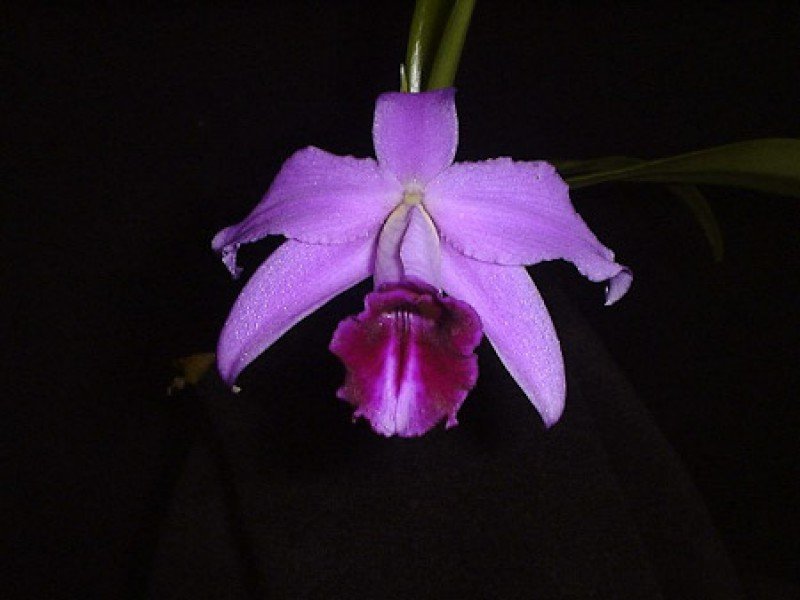 Laelia pumila "Tipo 4N" "Big Plant"
