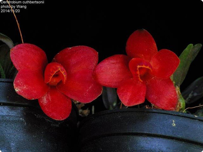 Dendrobium cuthbersonii "Red"