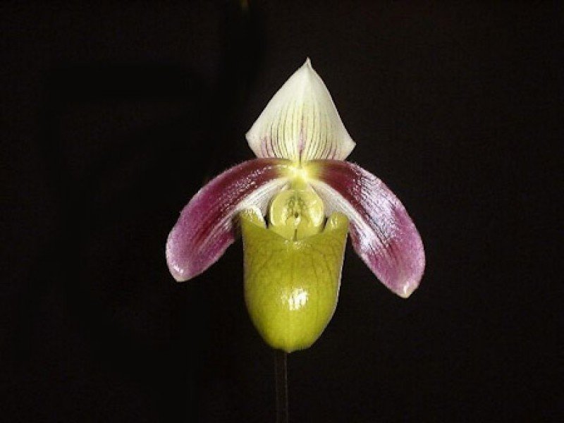 Paphiopedilum violascens