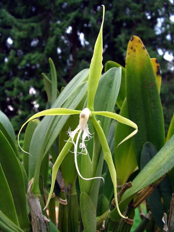 Encyclia ciliaris (Special Type White Big Bulbs)
